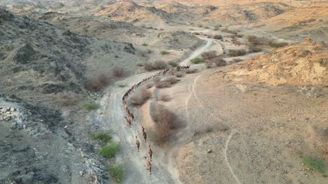 Camel Caravan Walking in Taif Al Shafa Aerial Drone