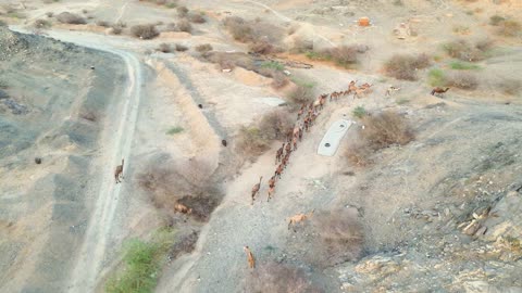 لقطة جوية لقطيع جمال يسير في طريق الشفا بالطائف السعودية