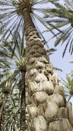 Low Angle Date Palm Tree AlUla Saudi Arabia Footage