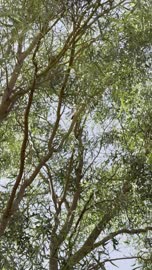 Green Tree Branches Swaying AlUla Saudi Arabia Nature