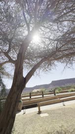 فيديو أشعة الشمس عبر الأشجار في العلا السعودية
