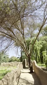 ممر الجدران الطينية التراثية في واحة العلا السعودية