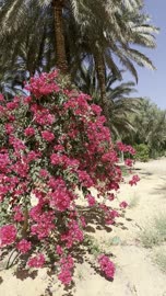 زهور الجهنمية الوردية في واحة العلا بالمملكة العربية السعودية