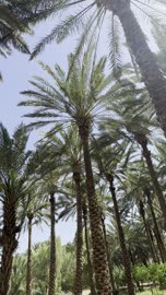أشجار النخيل في مزارع العلا السعودية لقطة صاعدة
