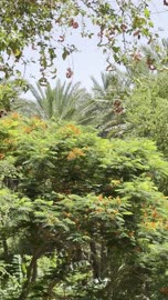 واحة العلا الخضراء النباتات والأشجار السعودية