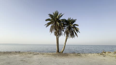 Palm Trees on Uqair Beach Al Ahsa Saudi Arabia Footage