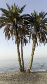 Palm Trees on Uqair Beach Al Ahsa Saudi Arabia Footage