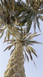 أشجار النخيل في شاطئ العقير بالأحساء لقطة من زاوية منخفضة