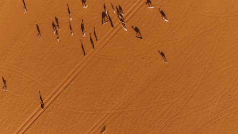Camel Herd Walking in Desert Aerial Top-Down Footage