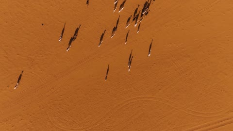 Camel Herd Saudi Arabia Desert Aerial Drone Top Down