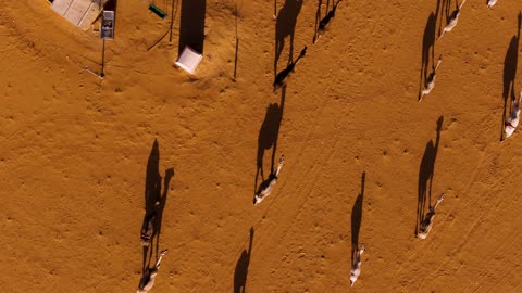 Camel Herd Desert Aerial Drone Top Down Footage