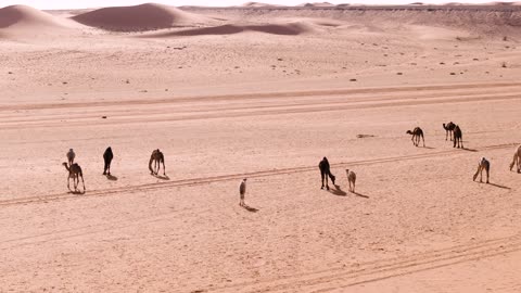 Camel Herd Walking Across Arabian Desert