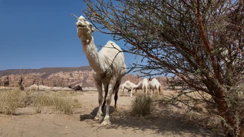 Camel Eating Leaves from Tree in AlUla Saudi Arabia - Video