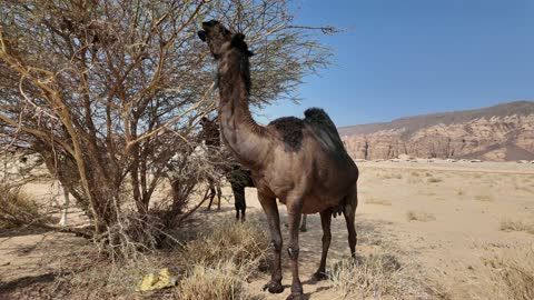Camel Eating Leaves from Tree in AlUla Saudi Arabia - Video