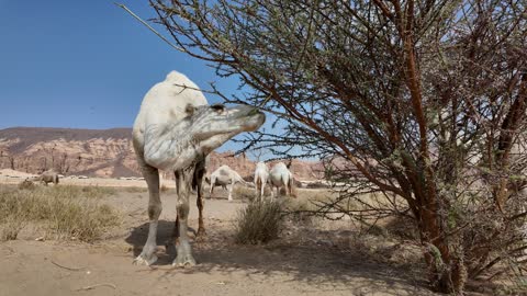 Camel Eating Leaves from Tree in AlUla Saudi Arabia - Video