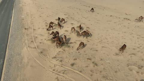Camels Grazing AlUla Desert Landscape Saudi Arabia - Video
