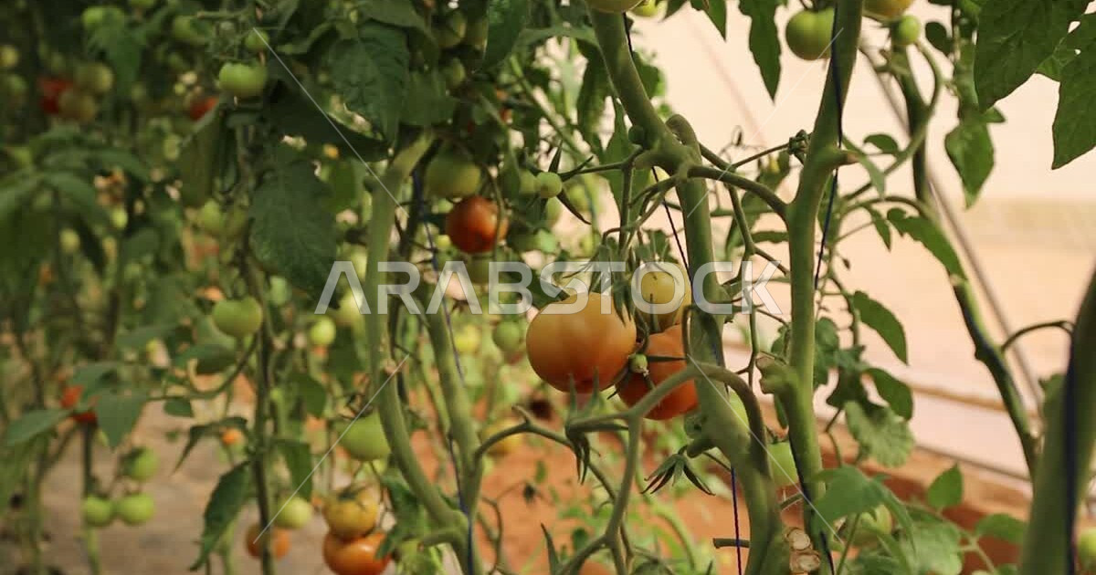 Cultivation of tomato trees inside agricultural reserves, agricultural