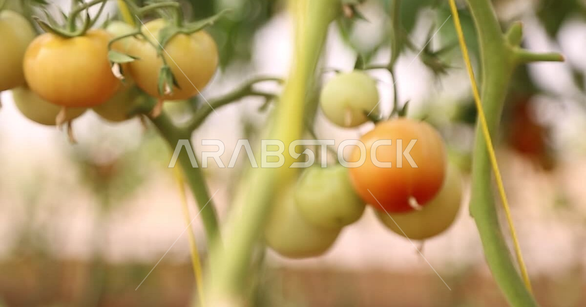 Cultivation of tomato trees inside agricultural reserves, agricultural