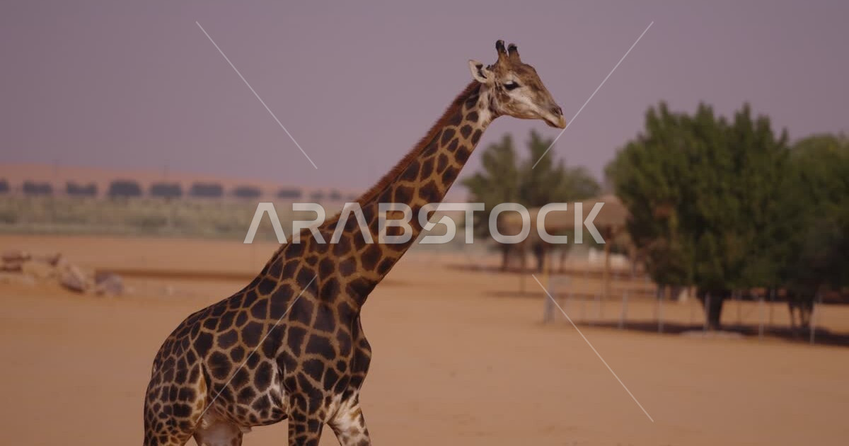 Giraffe animal in one of the nature reserves in the Kingdom of Saudi