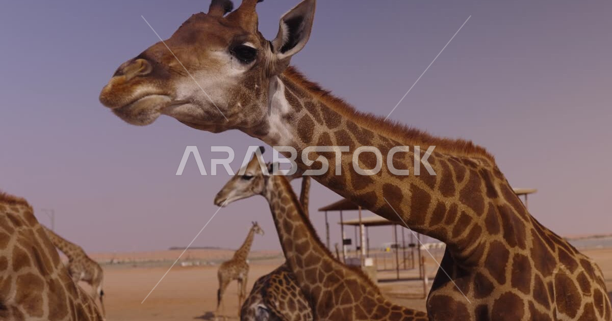 A group of giraffe animals in a nature reserve in the Kingdom of Saudi