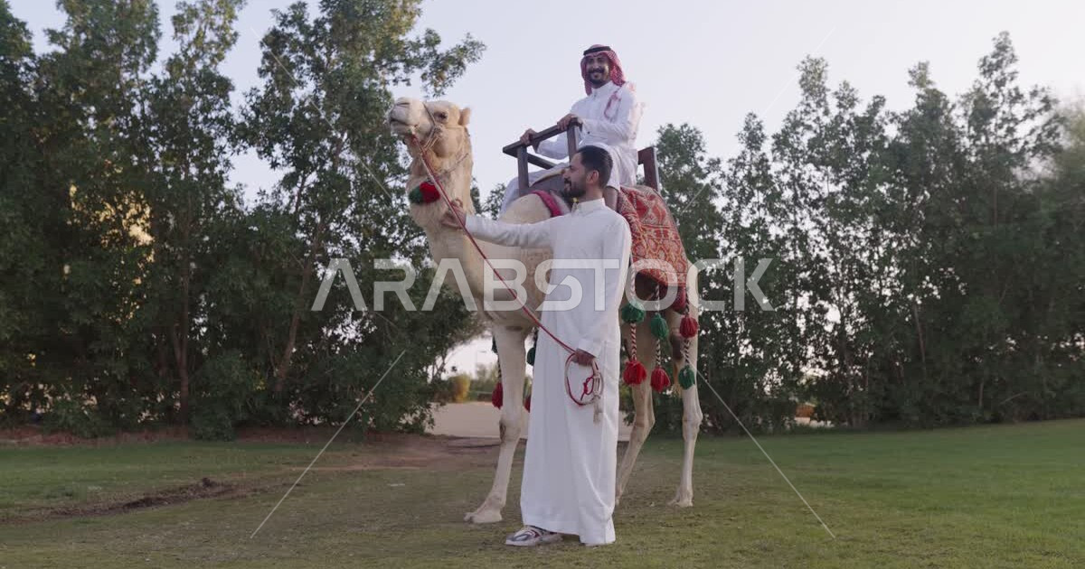 A Saudi Arabian Gulf man riding an Arabian camel next to a Saudi man ...