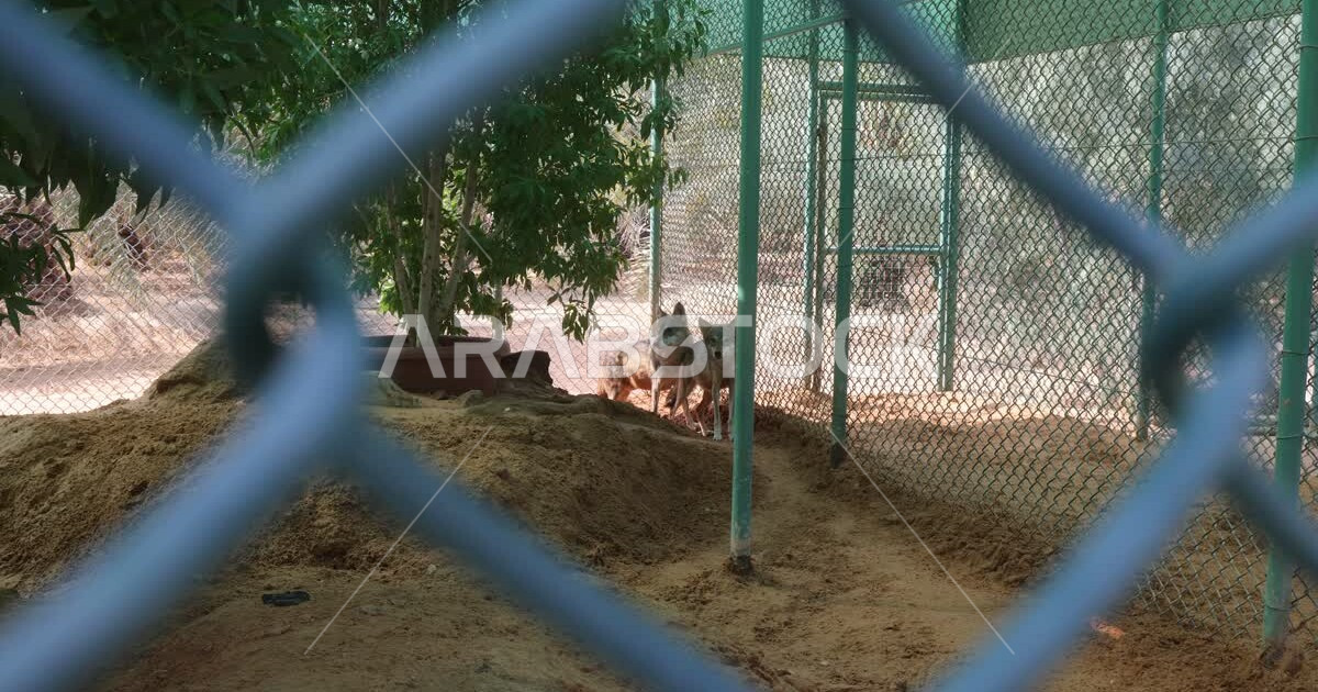 Striped hyena animal in a nature reserve in the Kingdom of Saudi Arabia