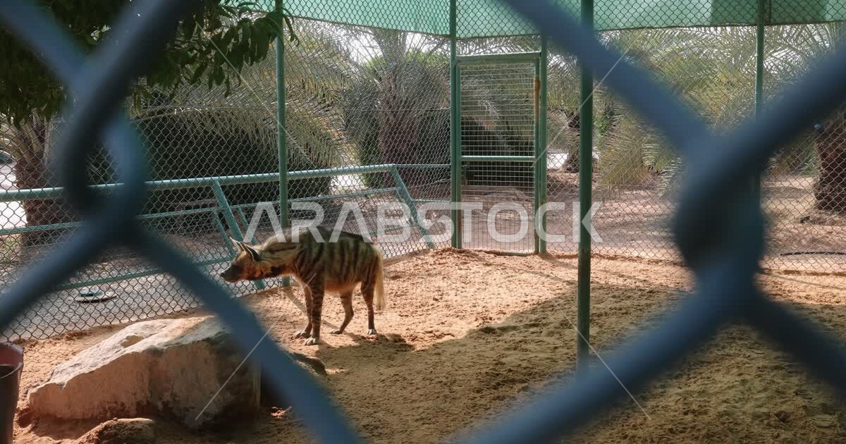Striped hyena animal in a nature reserve in the Kingdom of Saudi Arabia