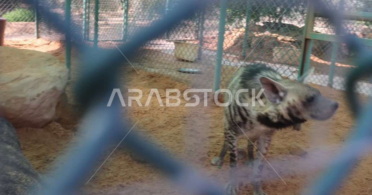 Striped hyena animal in a nature reserve in the Kingdom of Saudi Arabia