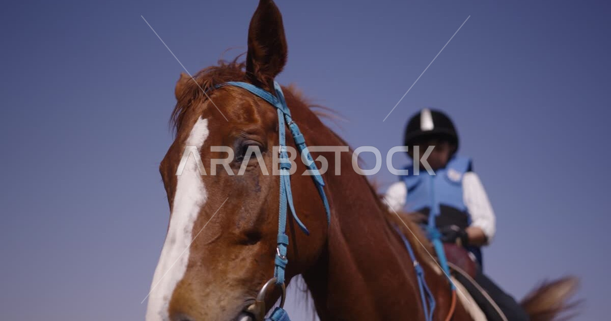 A Saudi Arabian Gulf boy riding horses, purebred Arabian horses, horse