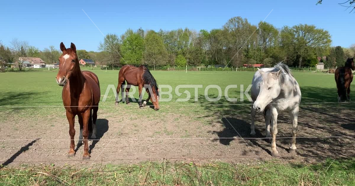A group of purebred Arabian horses, horse breeding, horse stable, horse